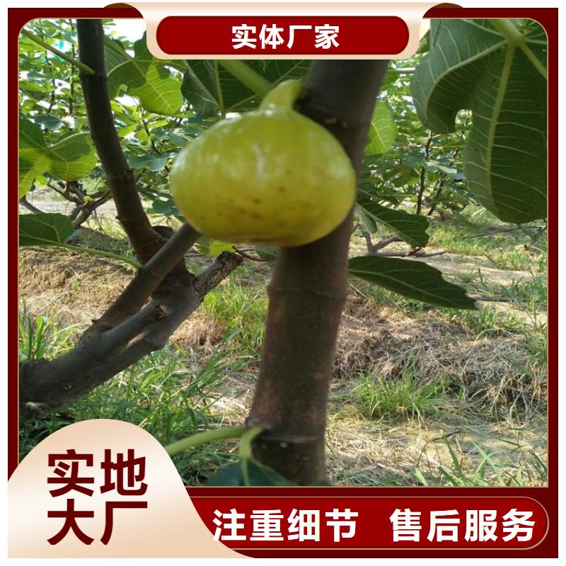 無花果櫻桃苗層層質檢