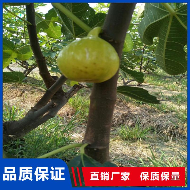 無花果紅石榴苗基地現(xiàn)貨滿足大量采購