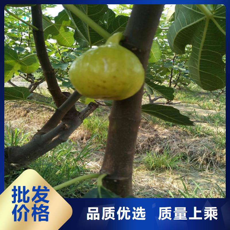 無花果桃樹苗庫存量大