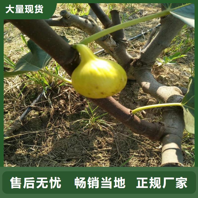 無花果石榴苗批發(fā)商