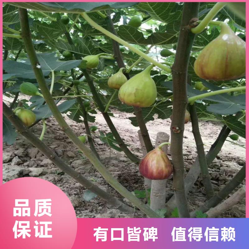 無花果桃樹苗庫存量大