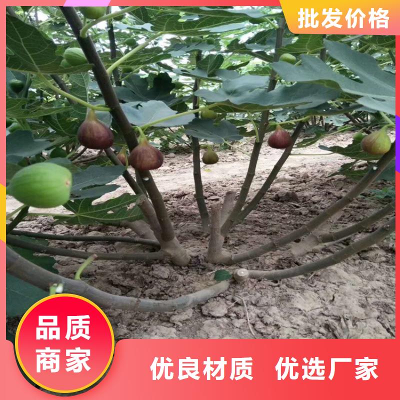 无花果桃树苗厂家经验丰富