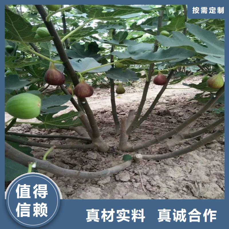 轩园板栗苗【 无花果_桃树苗畅销当地】14682.com