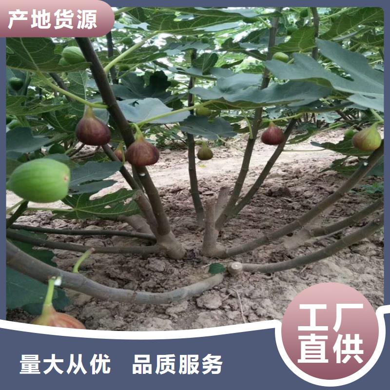 無花果櫻桃苗層層質檢