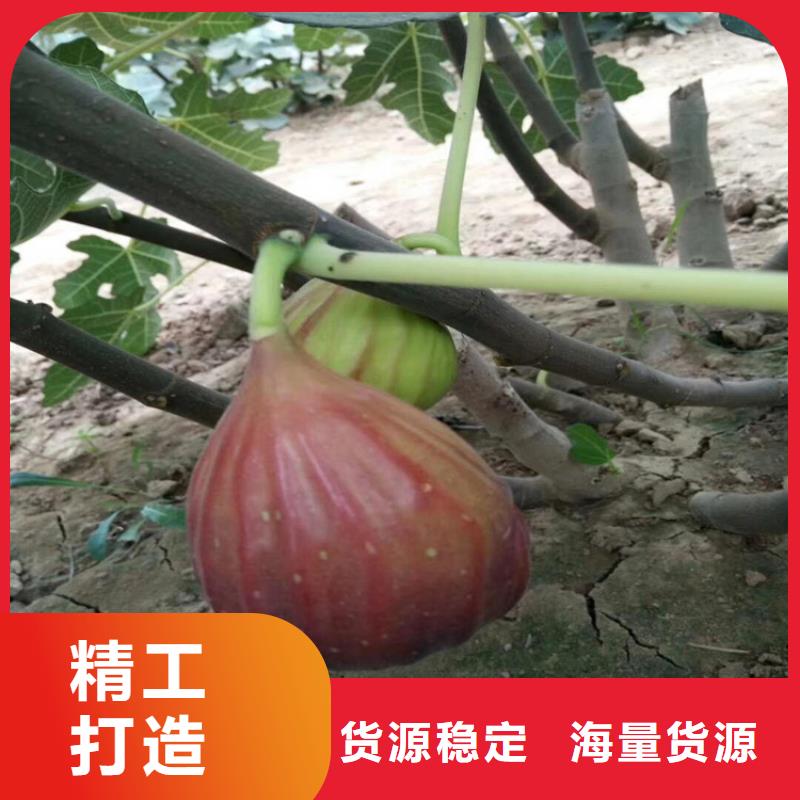 轩园板栗苗【 无花果_桃树苗畅销当地】14682.com