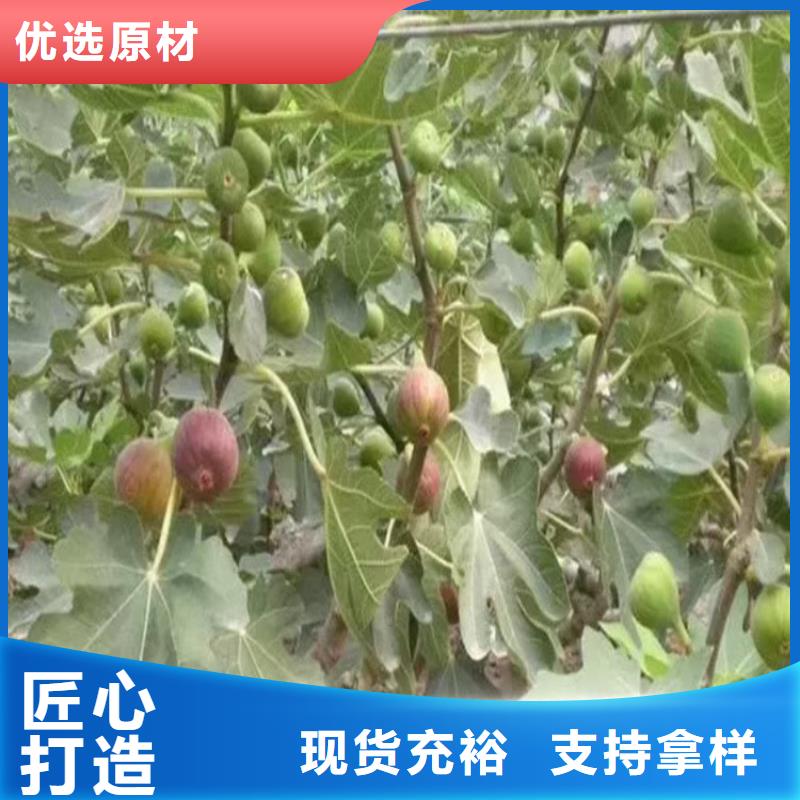 無花果櫻桃苗層層質(zhì)檢