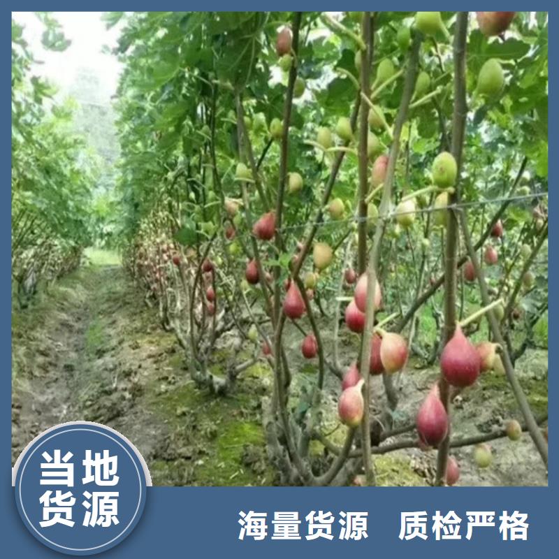 无花果苹果苗经销商