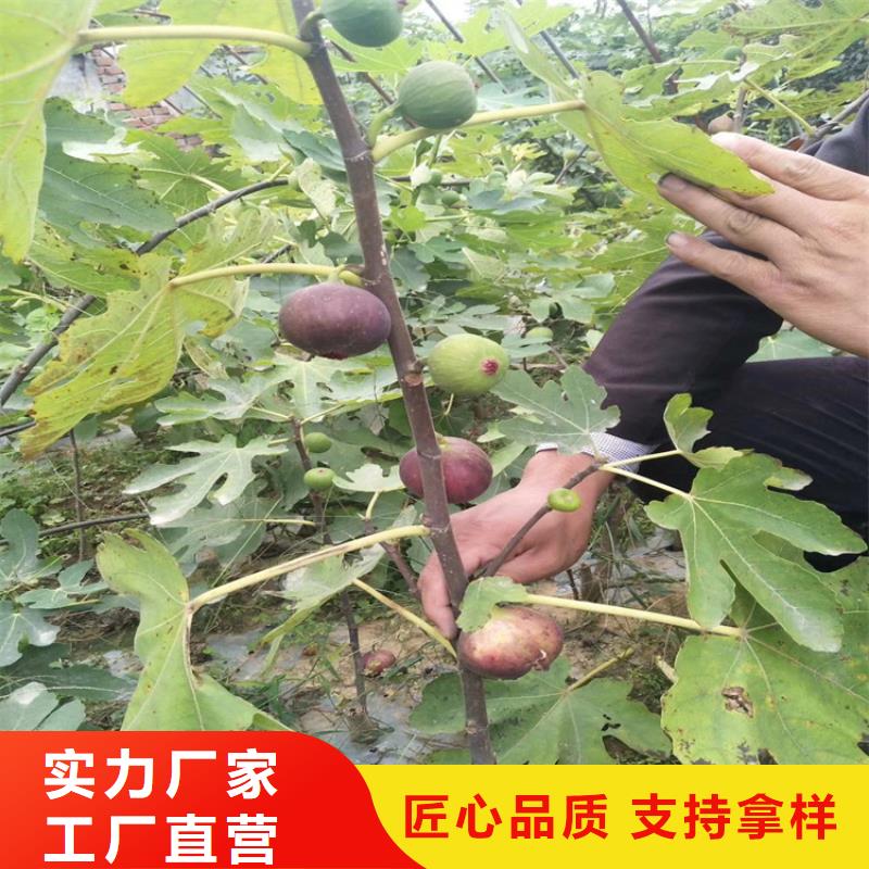 无花果【杏树苗】优选好材铸造好品质