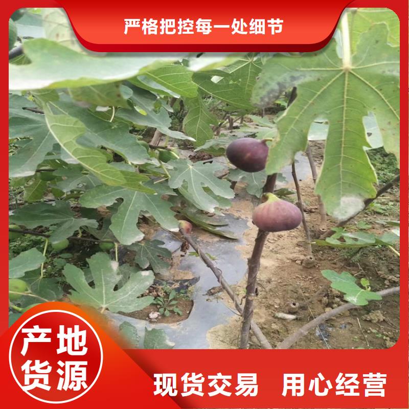 【无花果苹果苗推荐厂家】