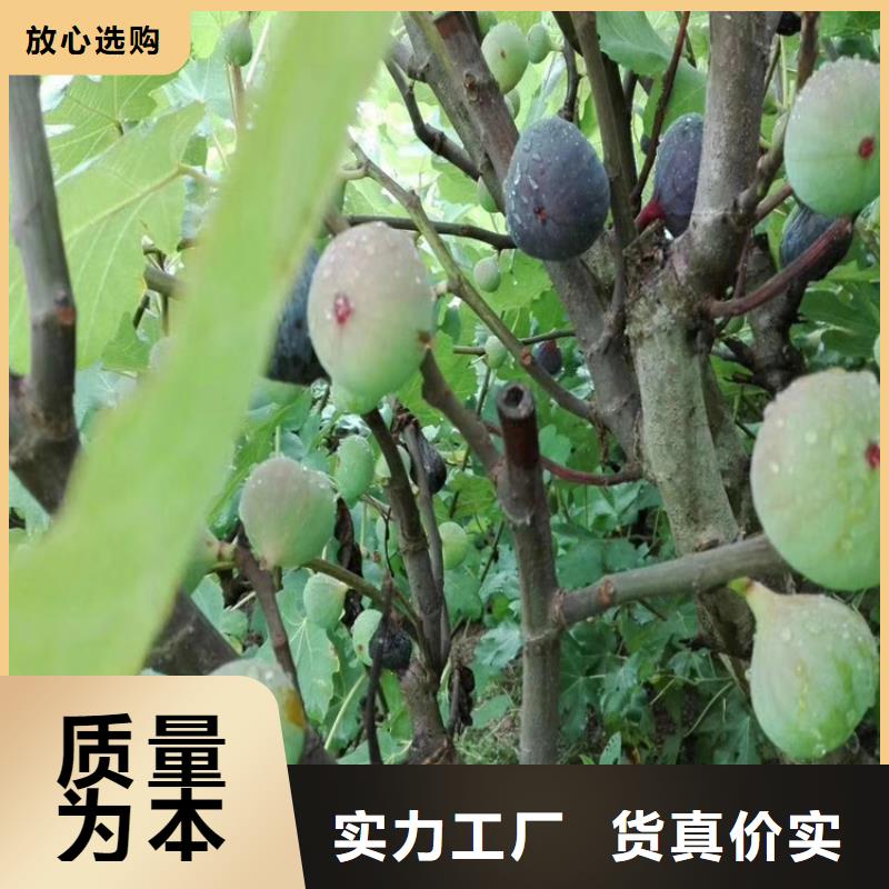 無花果桃樹苗庫存量大