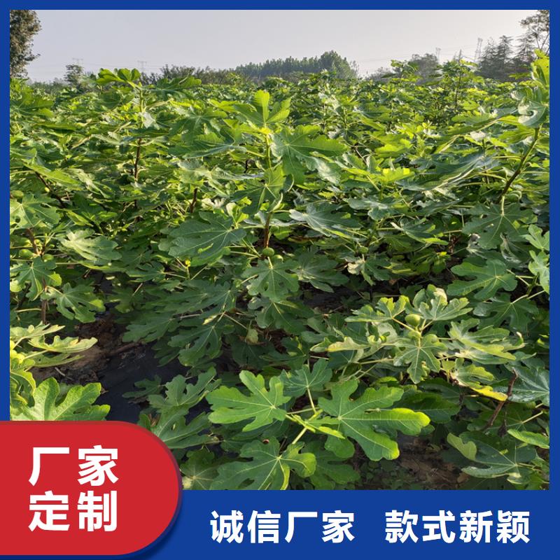 無花果桃樹苗庫存量大