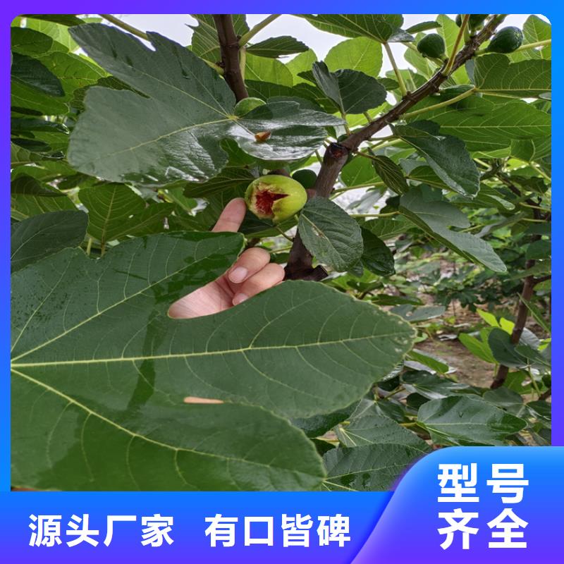 無花果櫻桃苗層層質(zhì)檢