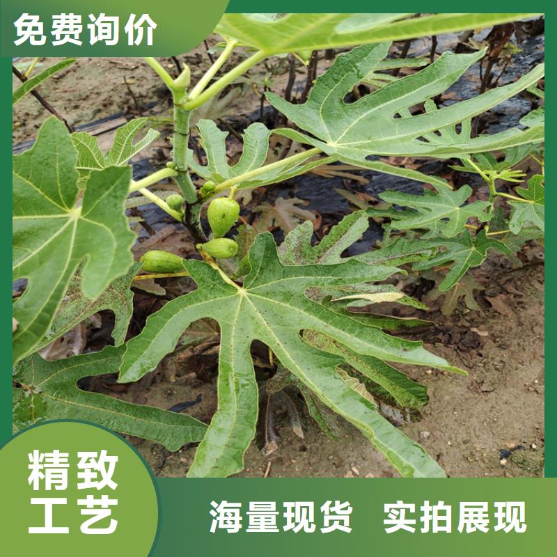 无花果苹果苗品质优选