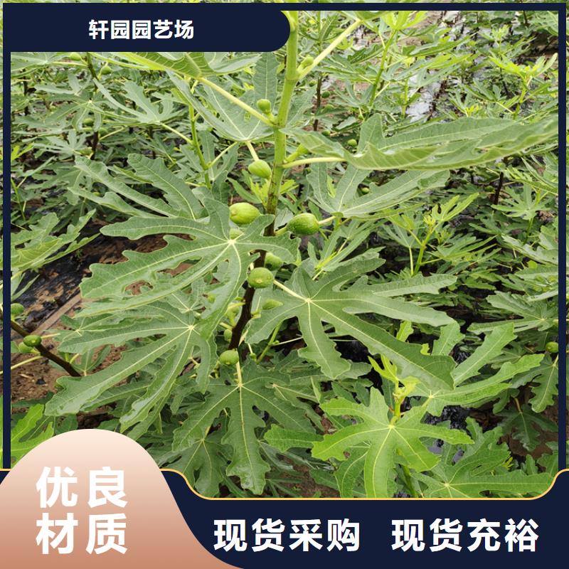 【无花果苹果苗推荐厂家】