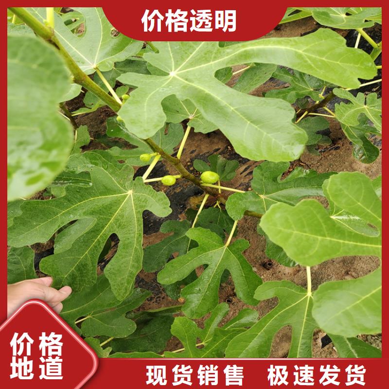 无花果苹果苗品质优选