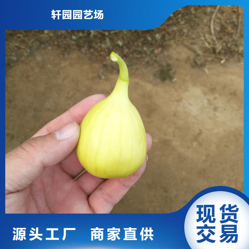 無花果桃樹苗庫存量大