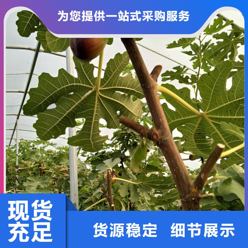 無花果梨樹苗質量為本