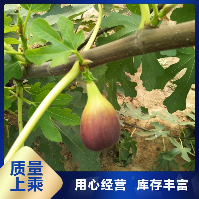無花果櫻桃苗層層質(zhì)檢