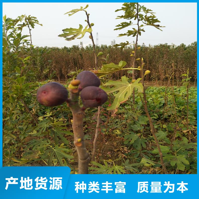 無花果梨樹苗質量為本