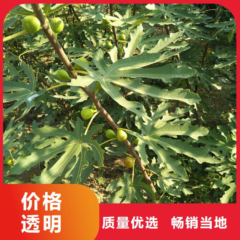 無花果桃樹苗庫存量大