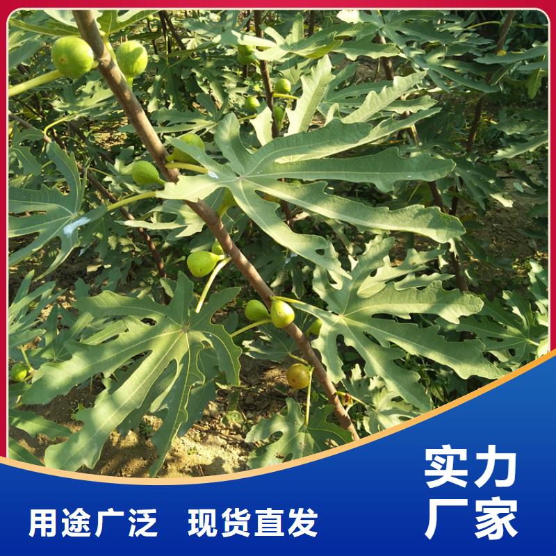 無花果梨樹苗質量為本