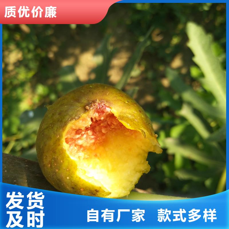 无花果蓝莓苗支持大批量采购