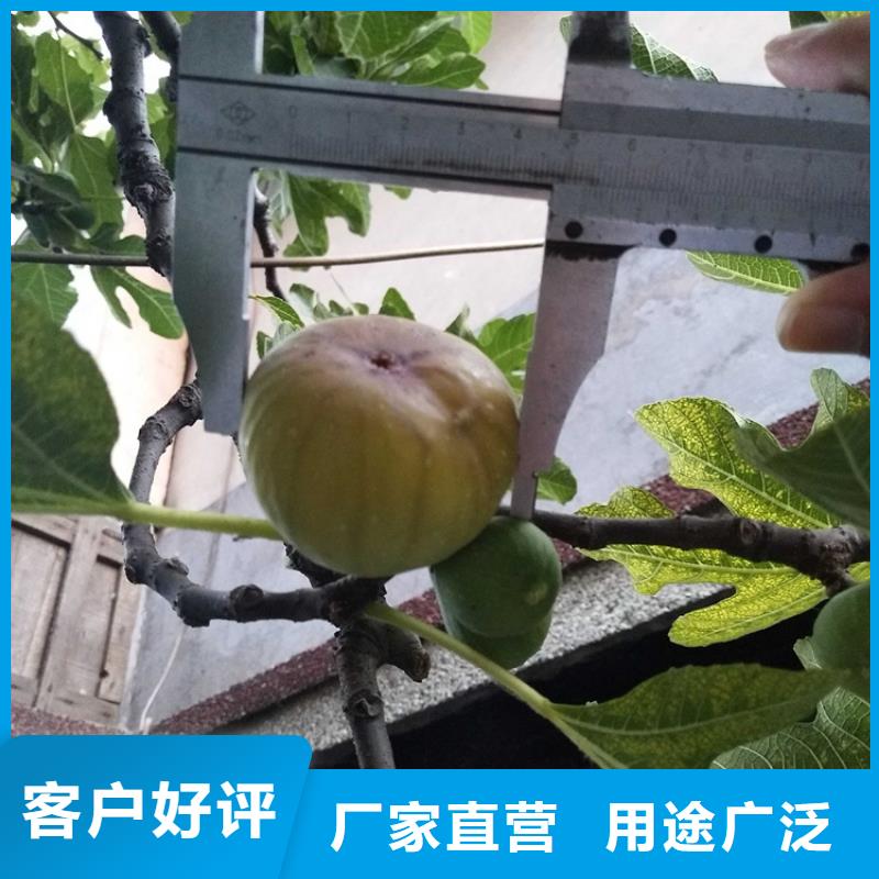 无花果_苹果苗产品细节参数