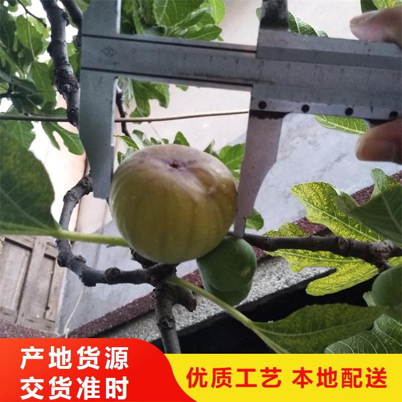 無花果櫻桃苗層層質檢