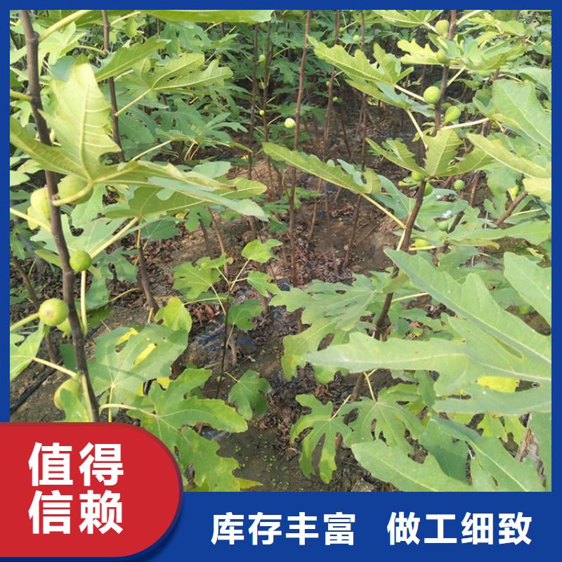 无花果_苹果苗产品细节参数