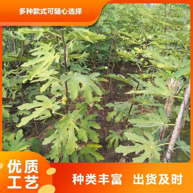 轩园板栗苗【 无花果_桃树苗畅销当地】14682.com