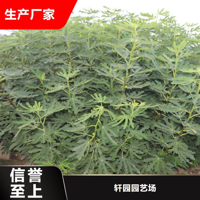 无花果奶油草莓现货销售