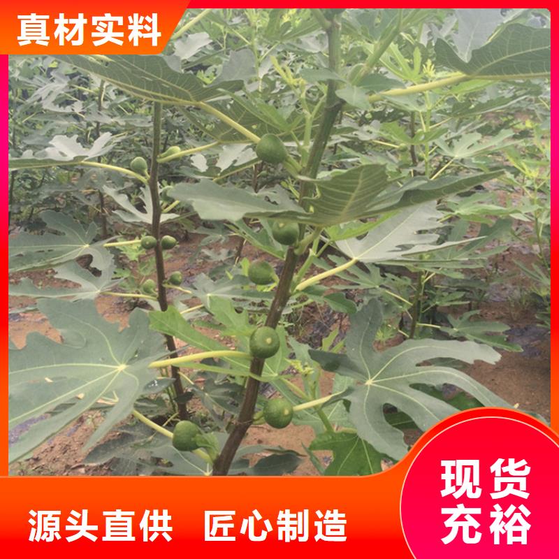 【无花果】苹果苗细节决定品质