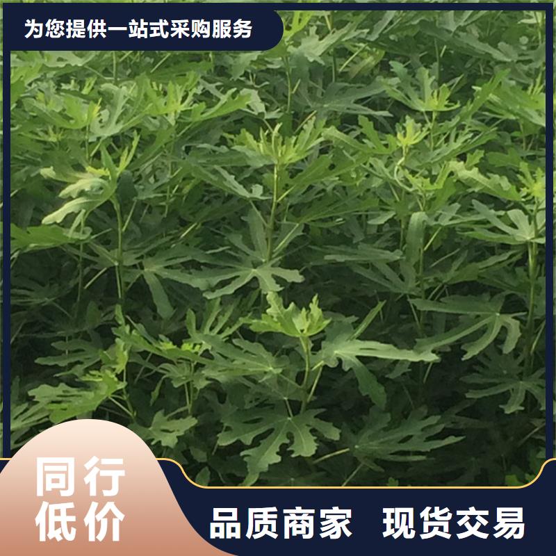 無花果紅石榴苗基地現貨滿足大量采購
