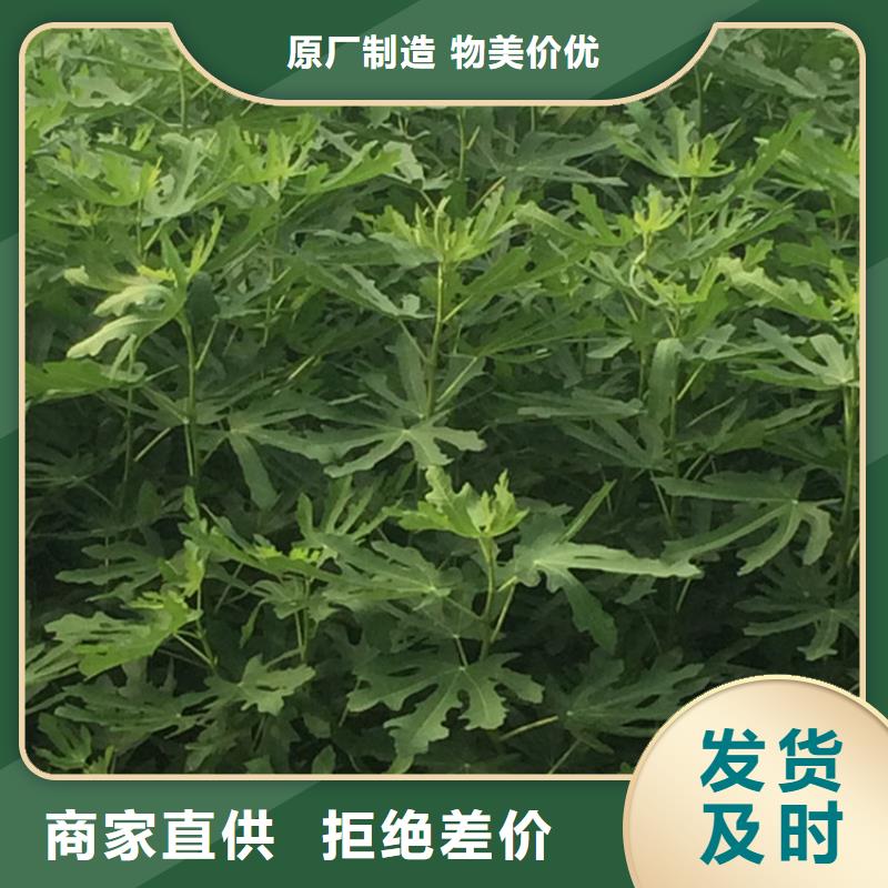 無花果櫻桃苗層層質檢