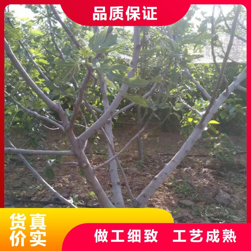 無花果櫻桃苗層層質檢