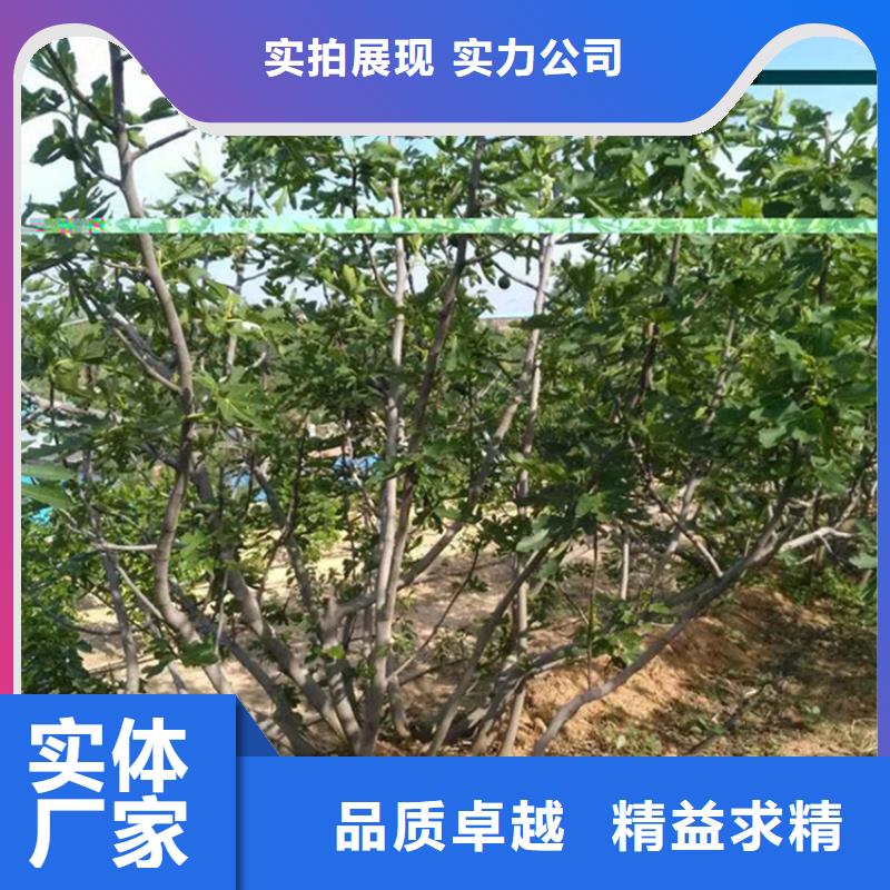 無花果櫻桃苗層層質檢