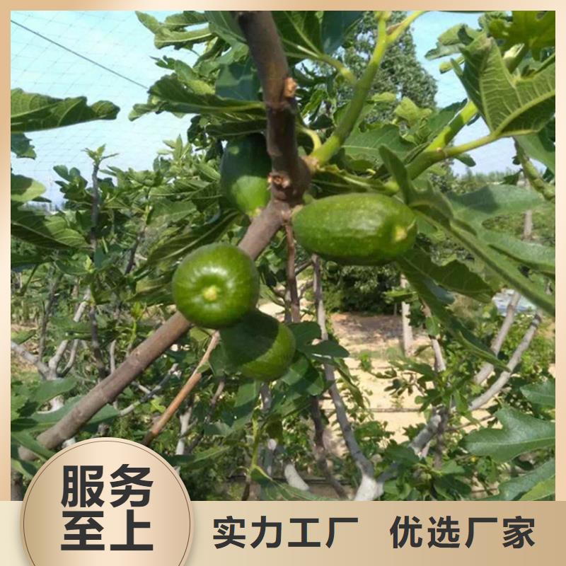 无花果苹果苗品质优选