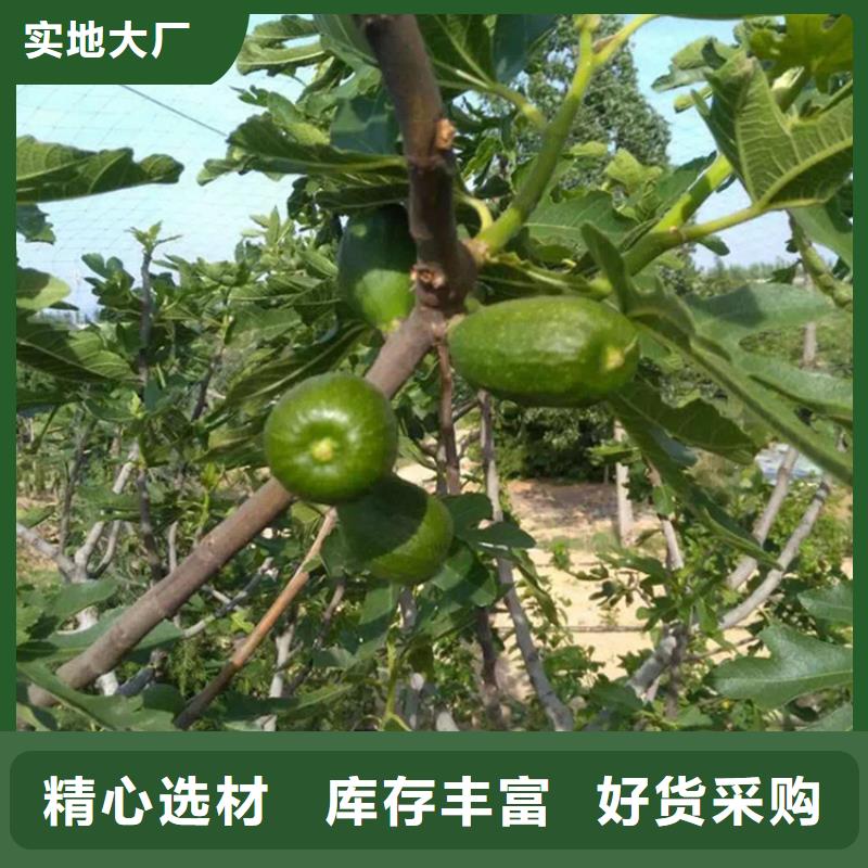 无花果蓝莓苗支持大批量采购