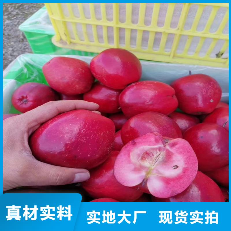 蘋果蘋果苗價格地道