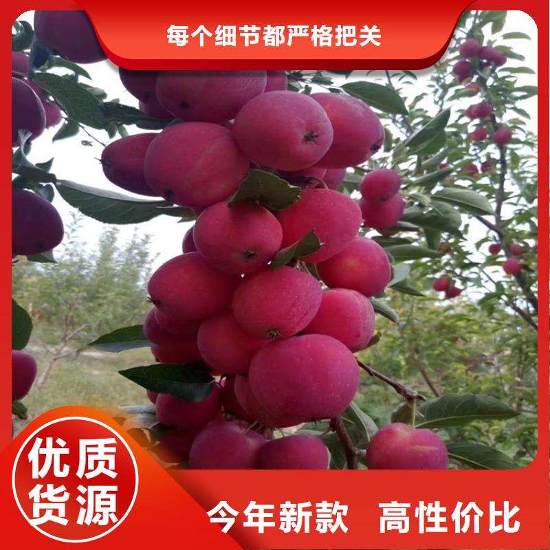 蘋果櫻桃苗多年行業(yè)積累