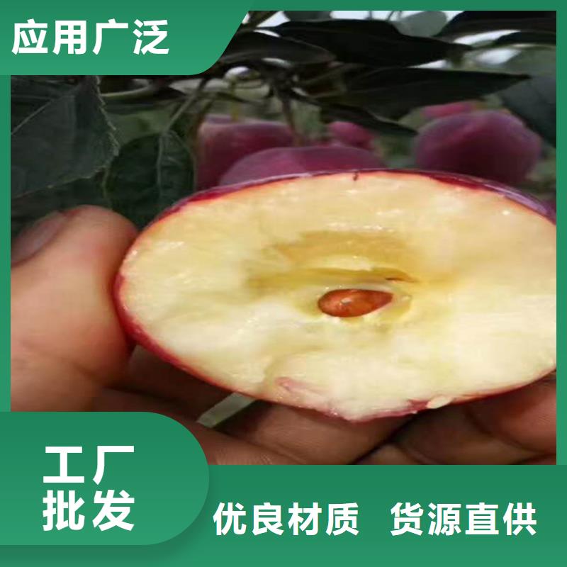 蘋果,蘋果苗一站式采購方便省心