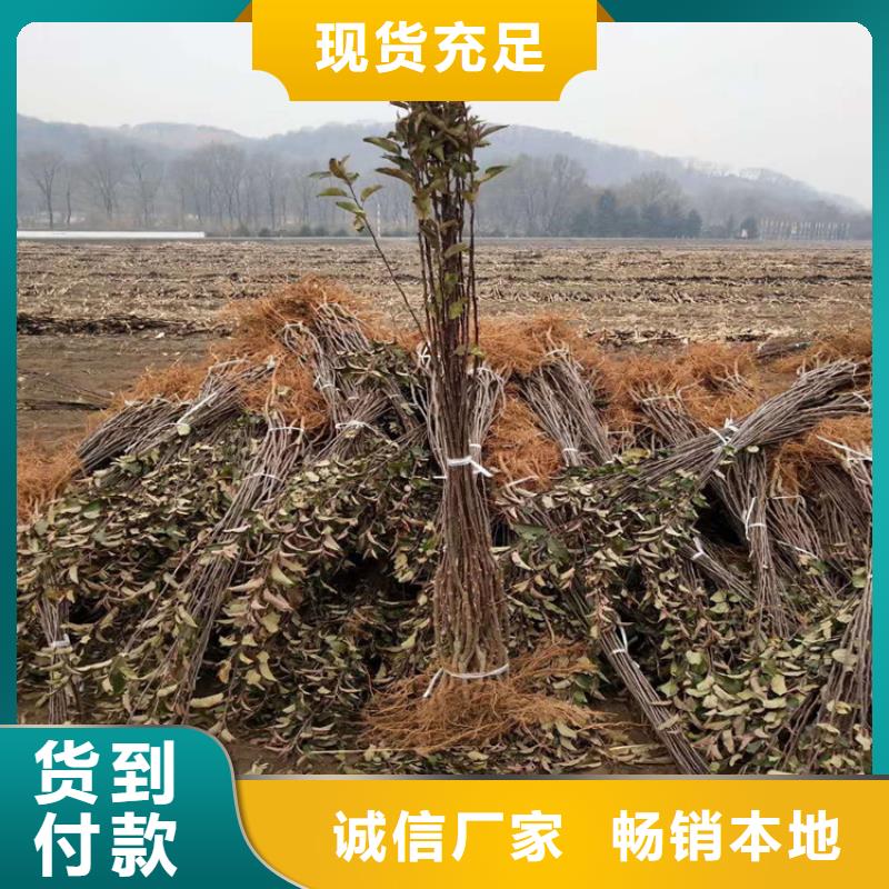 苹果樱桃苗多年行业积累