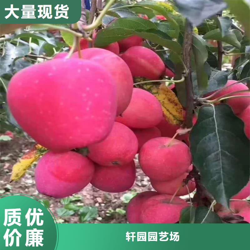 【蘋果蘋果苗歡迎新老客戶垂詢】