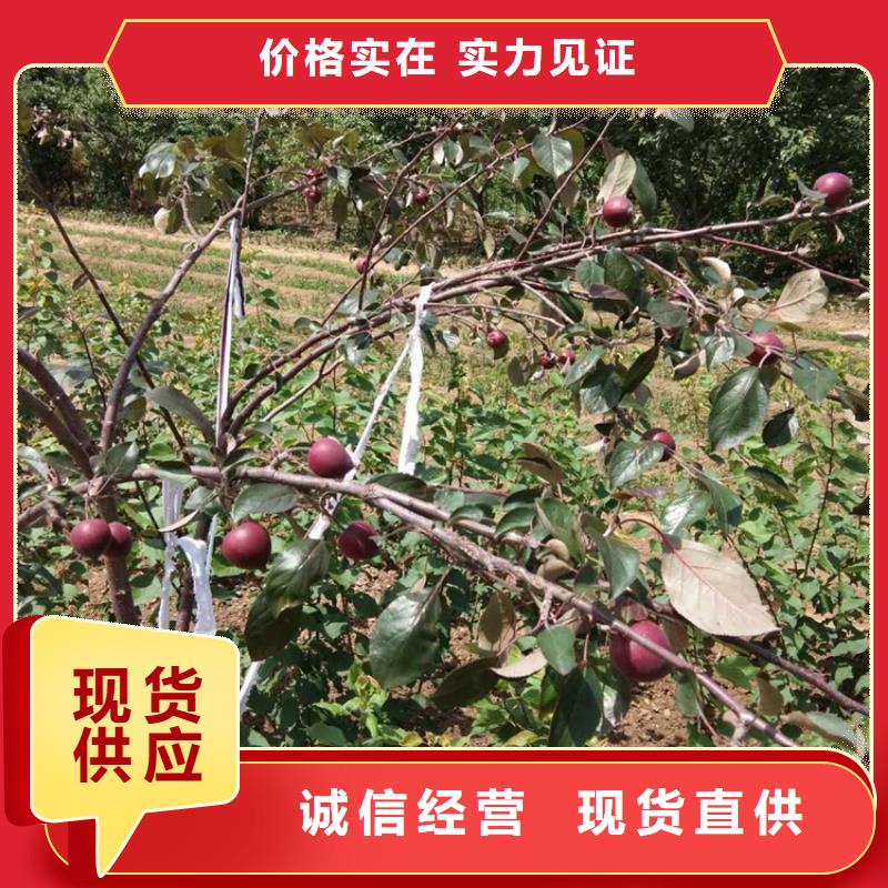 蘋果草莓苗物美價優