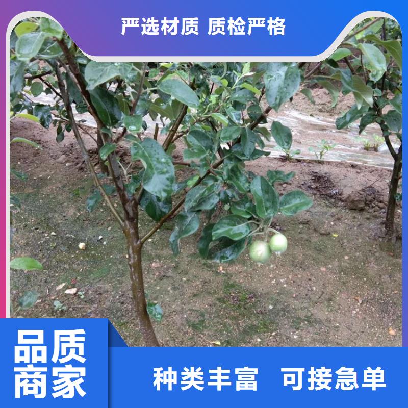 苹果石榴苗源头厂源头货