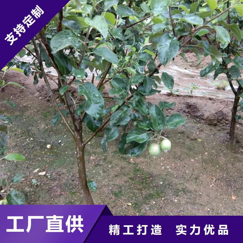 苹果樱桃苗大厂家实力看得见