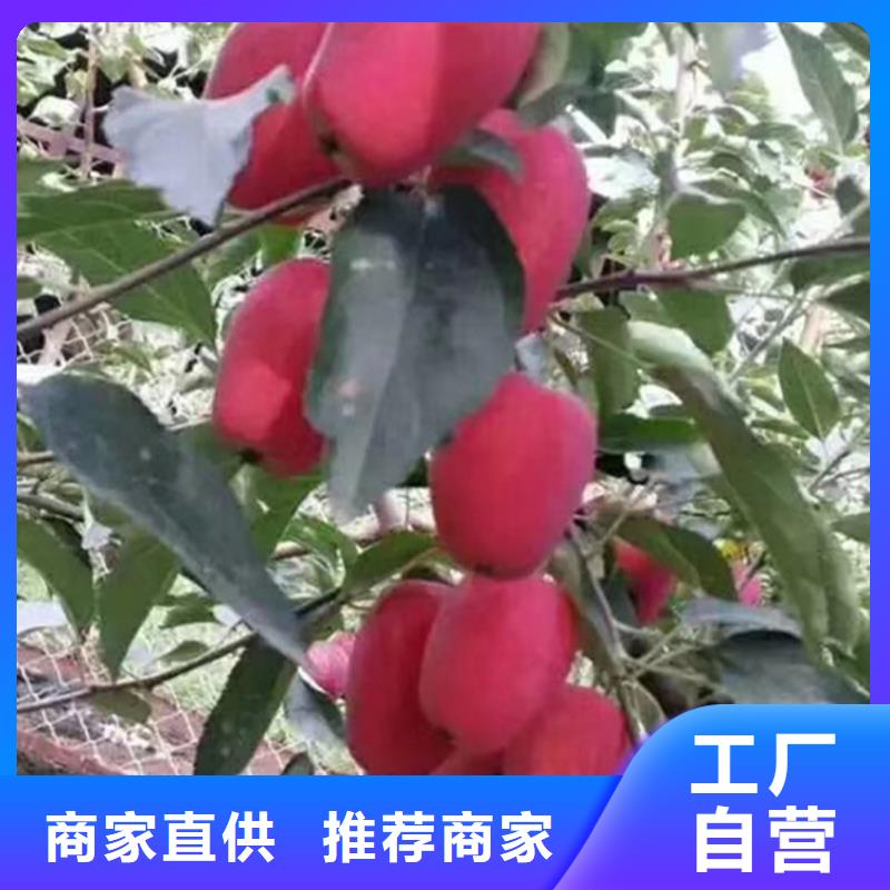 蘋果石榴苗歡迎來電詢價