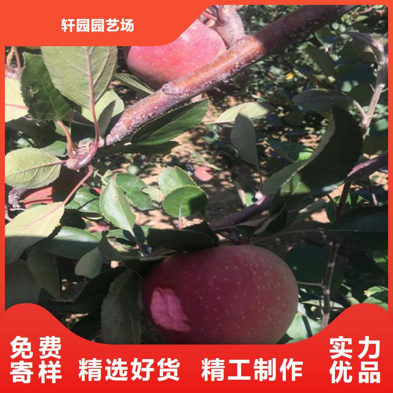 蘋果草莓苗物美價優