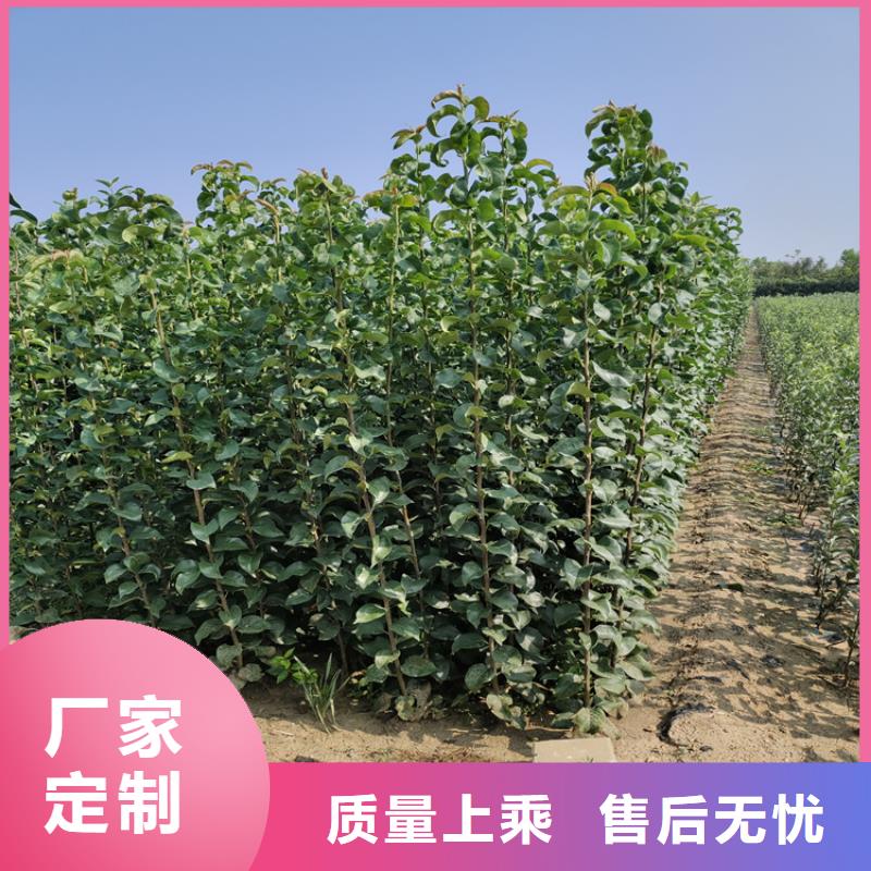 蘋(píng)果櫻桃苗源頭廠家直銷(xiāo)