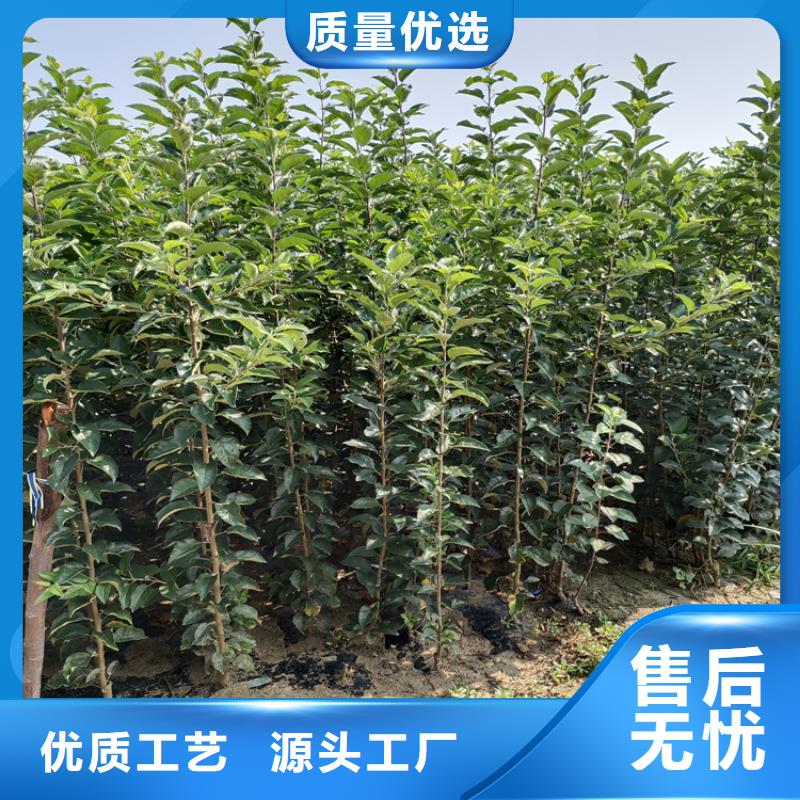蘋果,櫻桃苗嚴格把控每一處細節
